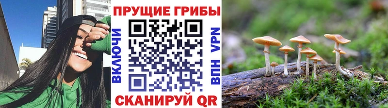Псилоцибиновые грибы Psilocybe  hydra ссылки  Орск 